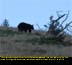 Black Bear